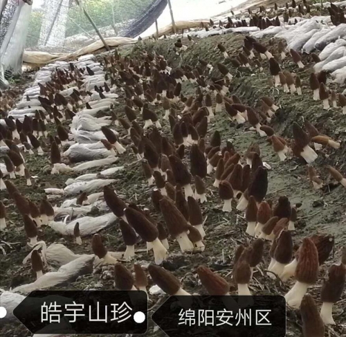 &#31859;&#20848;&#23448;&#26041;&#32593;&#39029;&#29256;&#45;&#31859;&#20848;&#40;&#20013;&#22269;&#41;