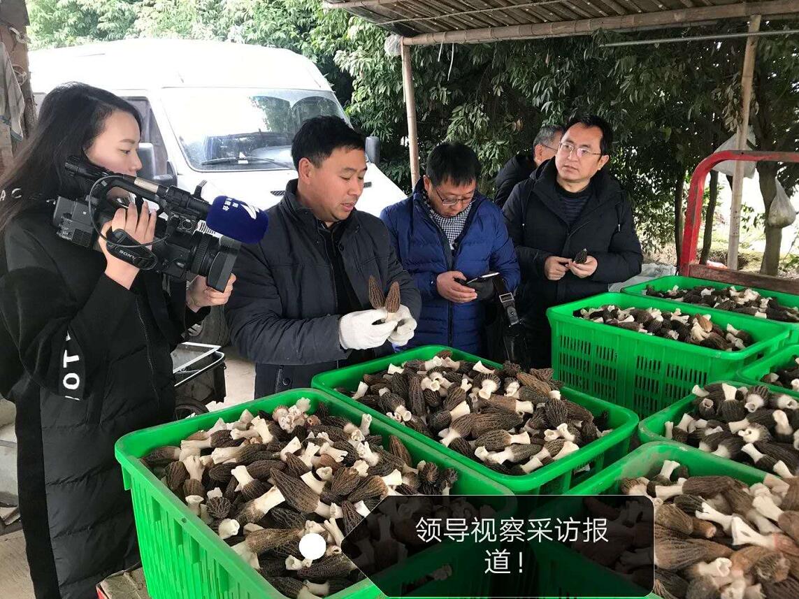&#31859;&#20848;&#23448;&#26041;&#32593;&#39029;&#29256;&#45;&#31859;&#20848;&#40;&#20013;&#22269;&#41;